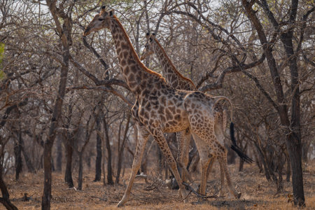 African animals Giraffes in the bush Kruger National Park South Africaの写真素材