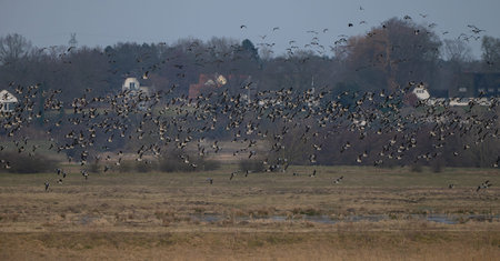Barnacle goose while grazing before hiking south
