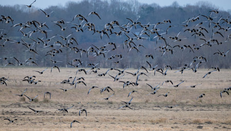 Resting and wintering area for barnacle geese in the Wedeler Marsch near Hamburgの写真素材