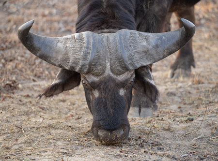 African animals Cape buffalo, also known as African buffalo, in the bush of Kruger National Park...