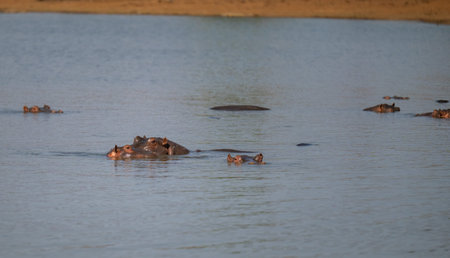 African animals Hippopotamus - Hippo, in Kruger National Park South Africa