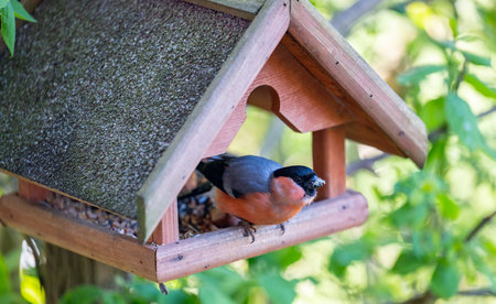 Bullfinch sits in a bird house and feeds on sunflower seedsの写真素材