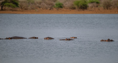 Hippopotamus - Hippo, in Kruger National Park South Africaの写真素材