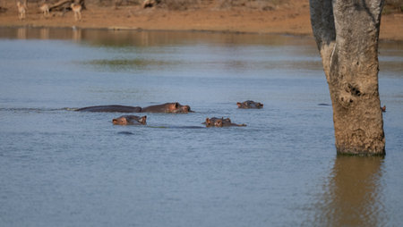 Hippopotamus - Hippo, in Kruger National Park South Africaの写真素材