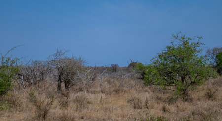 Botany Bush in Kruger National Parkの写真素材