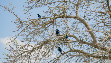 Cape Glossy Starling in the bush of Kruger National Park South Africaの写真素材
