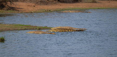 Nile crocodile in Kruger National Park - Kruger National Park South Africaの写真素材