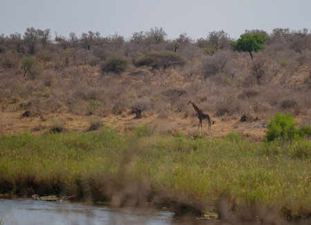 Giraffe in the bush of Kruger National Park South Africaの写真素材