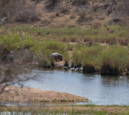 Hippopotamus - Hippo, in Kruger National Park South Africaの写真素材