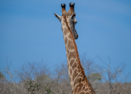 Giraffe in the bush of Kruger National Park South Africaの写真素材