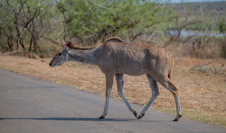 Kudu Strepsiceros in Kruger National Park South Africaの写真素材