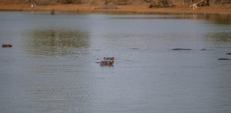 Hippopotamus - Hippo, in Kruger National Park South Africaの写真素材