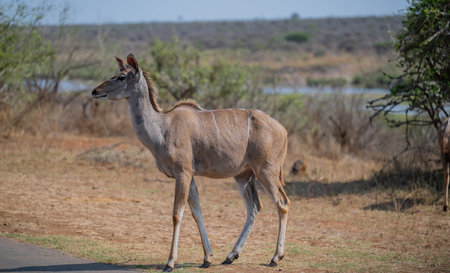 Greater Kudu Strepsiceros in Kruger National Park South Africaの写真素材