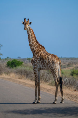 Giraffe in the bush of Kruger National Park South Africaの写真素材