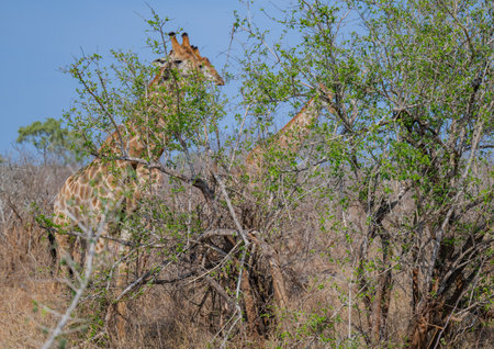 Giraffe in the bush of Kruger National Park South Africaの写真素材