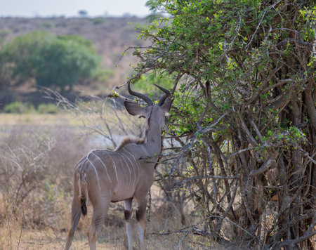 Male Greater Kudu Strepsiceros in Kruger National Park South Africaの写真素材