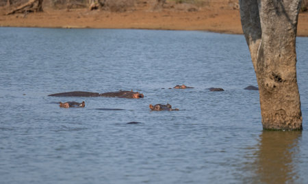 Hippopotamus - Hippo, in Kruger National Park South Africaの写真素材