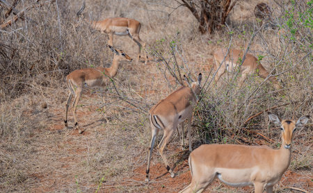 Impala, also known as black-nosed impala, in the bush of Kruger National Park South Africaの写真素材