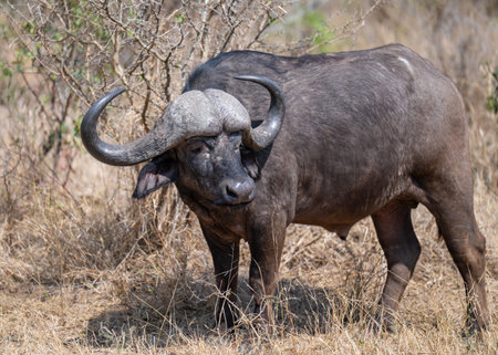 Cape buffalo, also known as African buffalo, in the bush of Kruger National Park South Africaの写真素材