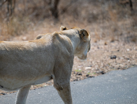 Lioness or Lion in the bush of Kruger National Park South Africaの写真素材