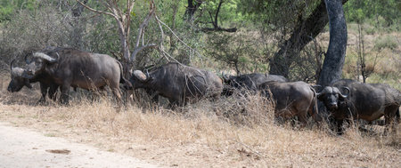 Cape buffalo, also known as African buffalo, in the bush of Kruger National Park South Africaの写真素材