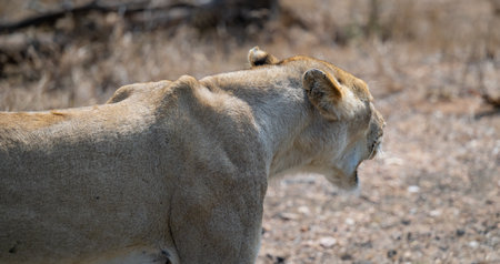 Lioness or Lion in the bush of Kruger National Park South Africaの写真素材