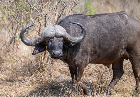 Cape buffalo, also known as African buffalo, in the bush of Kruger National Park South Africaの写真素材