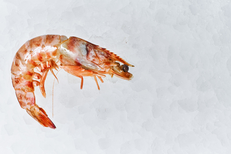 Fresh seafood on crushed iceの写真素材