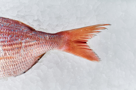 Fresh seafood on crushed iceの写真素材