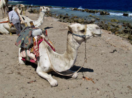 Group of dromedary camels on the Red Sea on vacationの写真素材