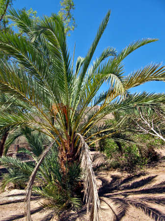 Olive palm tree in the oasis of the Bedouin village in Sinaiの写真素材