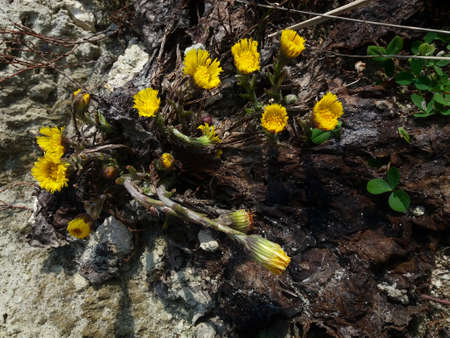 Group of spring flowers Coltsfoot bush. Medicinal plant with yellow buds.の写真素材