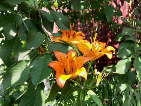 Tiger lily - Lilium lancifolium. Group of orange lilies among cherry leaves.の写真素材