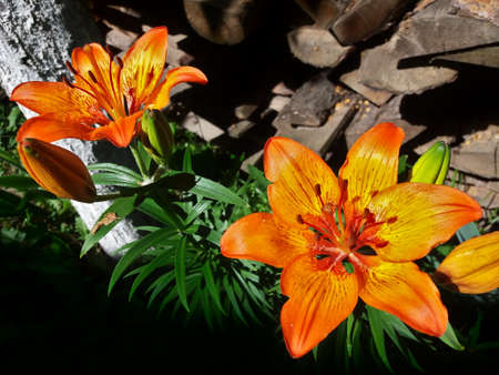 Tiger lily - Flower bushes on green stems on a background of firewoodの写真素材