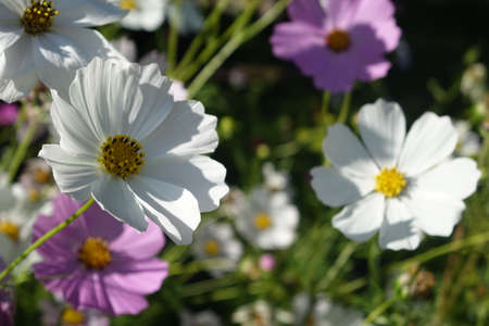 White flower cosmos with yellow bud center. Aster with petals close-up macro. Background from mixed plants of other cosmes.の写真素材