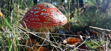 Red fly agaric Amanita muscaria poisonous mushroom with white blots on a hat in the grass close-upの写真素材