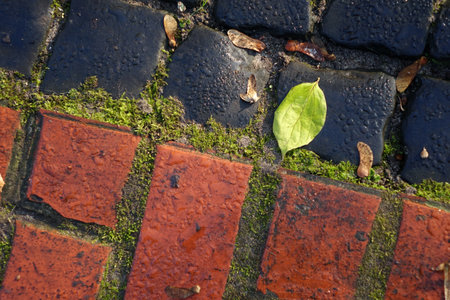 Black and red wet stones with a leaf on the street in the cityの写真素材