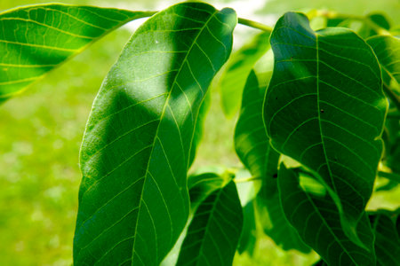The leaves of the Juglans regia walnut tree exhibit a vibrant green hue, showing intricate vein patterns under the bright sunlight. The lush foliage contributes to the overall beauty of the natural landscape, presenting a serene and refreshing atmosphere.の写真素材