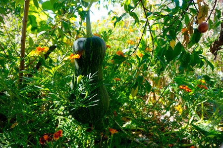 A young green bottle gourd is suspended from a peach tree, surrounded by blooming marigold flowers in a flourishing garden.の写真素材