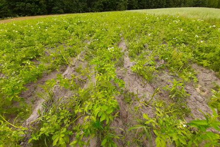 A vibrant potato field flourishes with green plants and white flowers near a forest under a clear sky.の写真素材