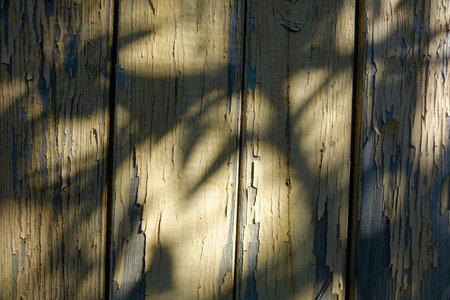 Cracked wooden wall adorned with shadows from surrounding plants under soft sunlight.の写真素材