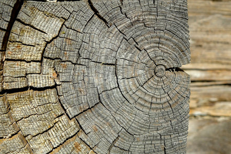 Textured wooden surface displays cracks and growth rings on a weathered tree from a house.の写真素材