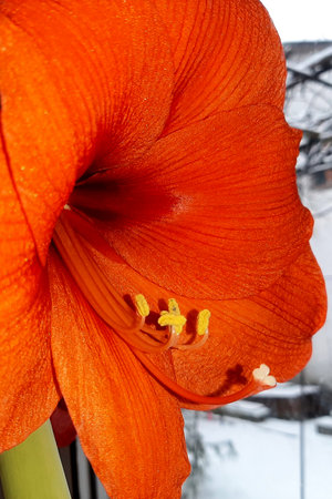 A striking orange gladiolus flower showcases its intricate petals and delicate stamens, brightening the indoor space on a cold winter day.の写真素材