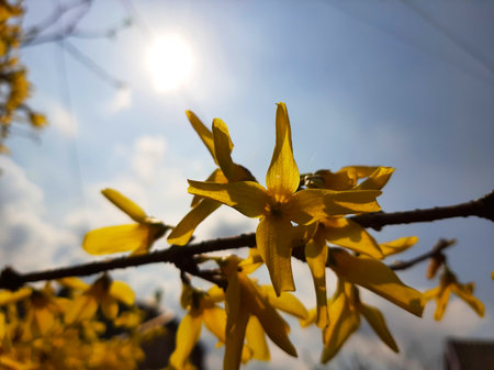 Bright yellow flowers with four petals bloom on a tree branch, basking in sunlight against a blue sky, signaling the arrival of spring.の写真素材