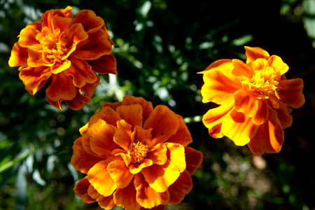 Three vibrant marigold flowers display their rich orange hues under the sunlight in a lush garden setting.の写真素材