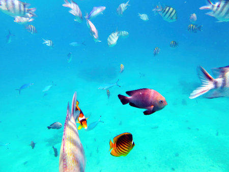 Colorful fish swim through the clear waters of the Red Sea near Hurghada, showing the rich biodiversity of the tropical coral reef. The underwater habitat thrives with unique marine species.の写真素材