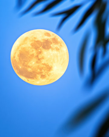 A stunning supermoon illuminates the night sky, showcasing intricate lunar details as silhouetted branches create an enchanting foreground at twilight.の素材