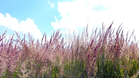 Tall grasses sway gracefully among the vibrant hues of purple and green, set against a bright blue sky with fluffy white clouds, creating a serene landscape.の写真素材