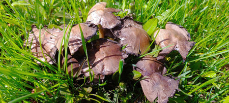 Clusters of spring mushrooms emerge from lush green grass, showing earthy tones and interesting shapes as the sun shines brightly overhead, signaling the seasons renewal.の写真素材