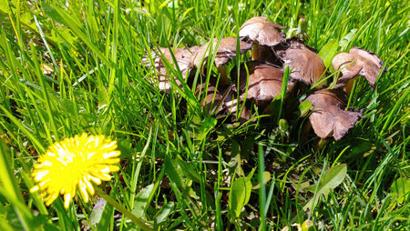 Mushrooms of varying shapes and sizes thrive in lush green grass during spring, showing natures beauty and the cycle of life. A bright yellow flower adds color nearby.の写真素材